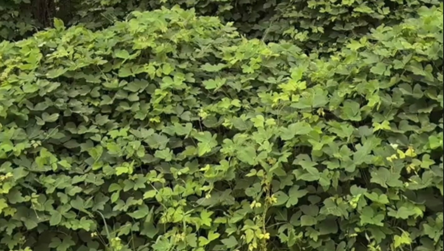 "I would have nightmares that [it] would take over the world."