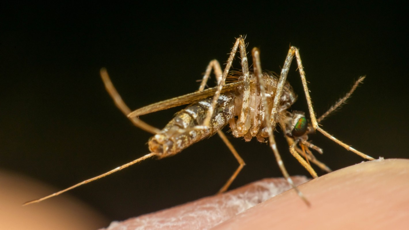 "If you are ever going to wear DEET, now is the time."