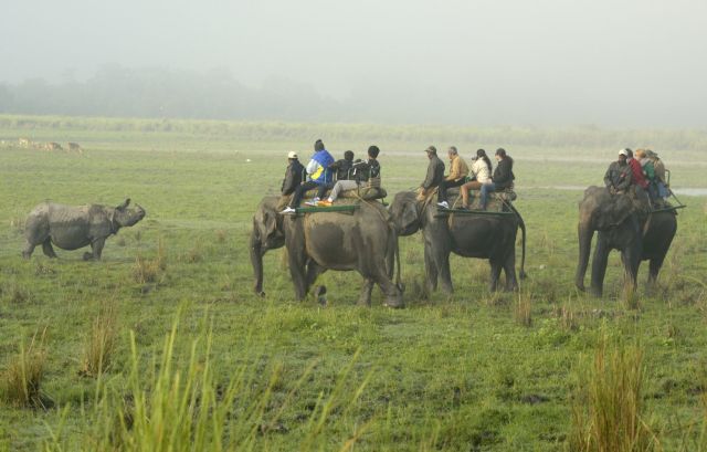 The study urged caution for anyone near the animals.