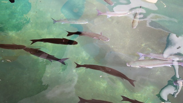 Because they are not native to an area, they lack natural forms of control to keep their numbers in check.