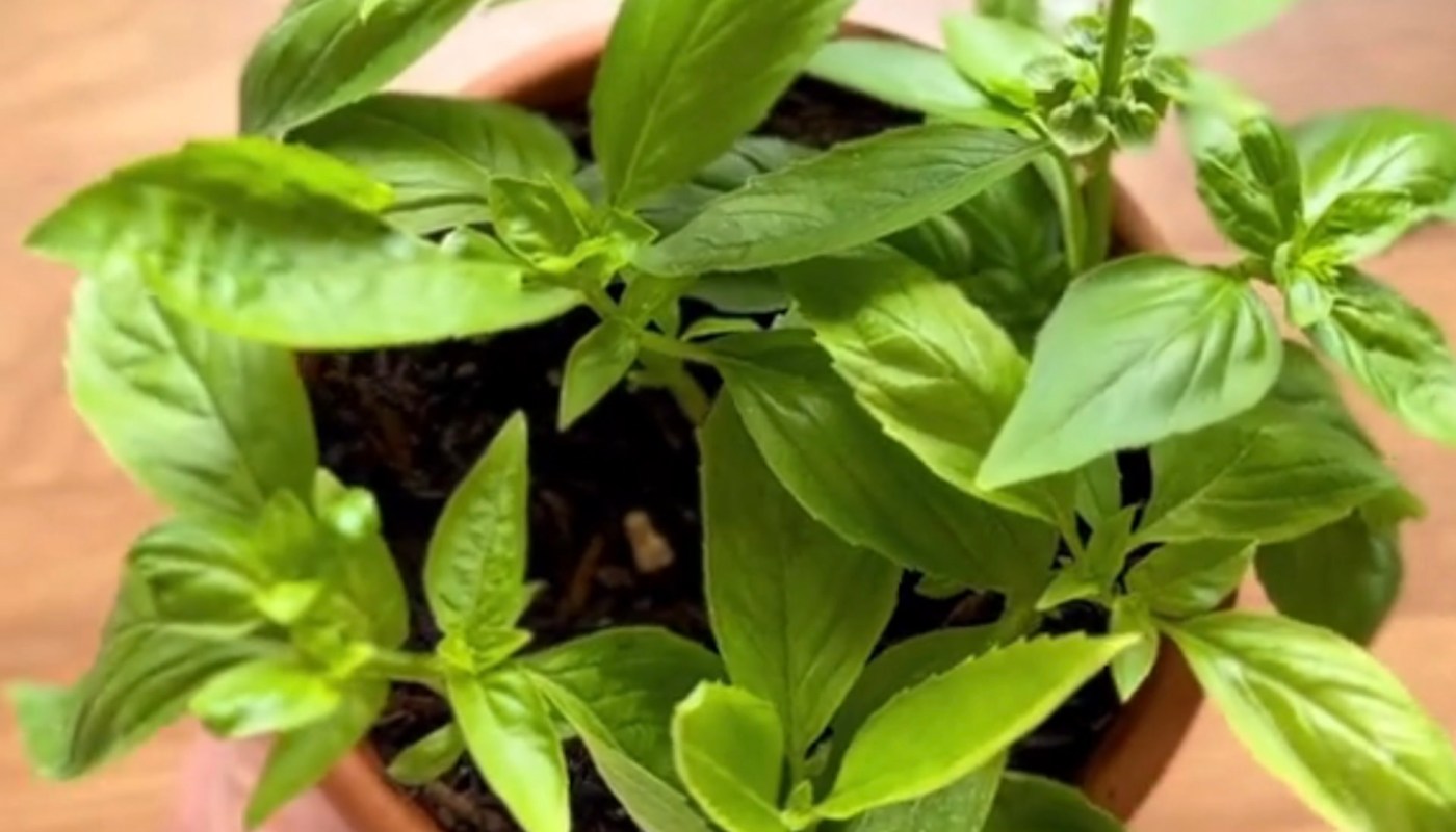 "Thank you for all your gardening tips!"