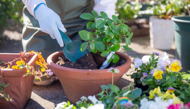 "It's looking great."