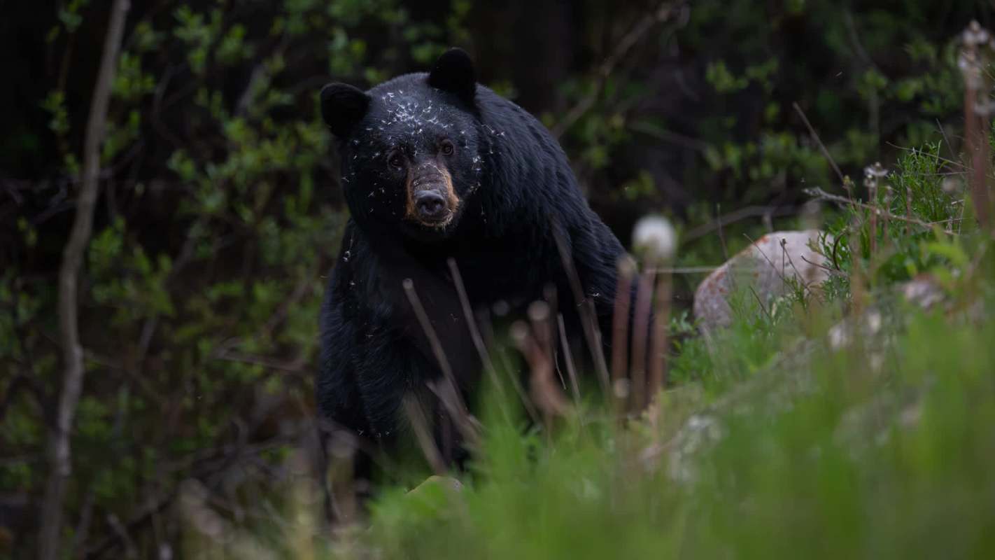 Situations like this are dangerous for both humans and wildlife.