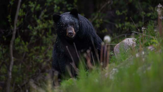 Situations like this are dangerous for both humans and wildlife.
