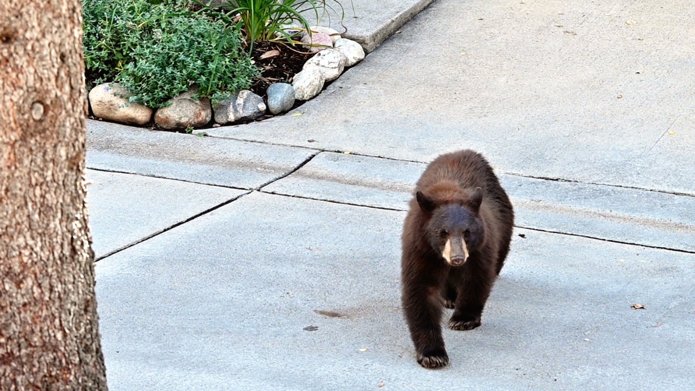 "I think he was trying to scare it away."