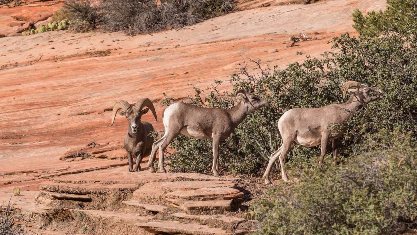 Park officials are doubling down on visitor education.
