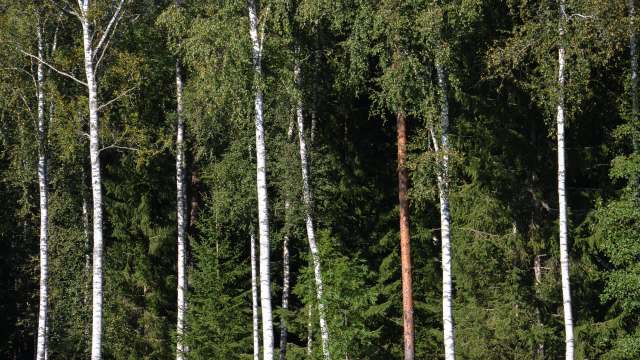 It produces a toxin meant to keep it safe from predators.