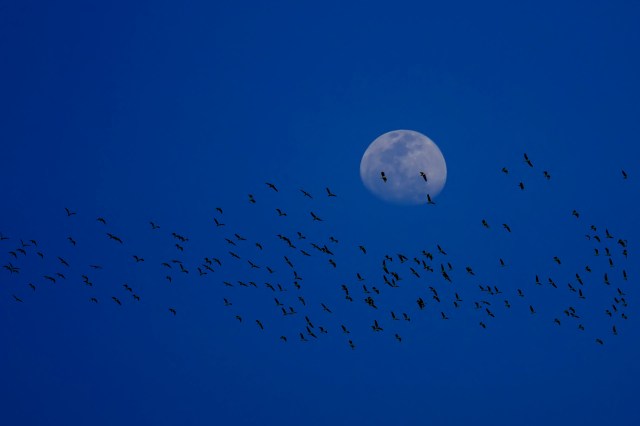 Birds with bigger eyes (relative to their body size) are getting hit the worst.