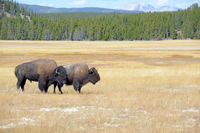 Yellowstone is home to one of the last remaining large, free-roaming herds in North America.