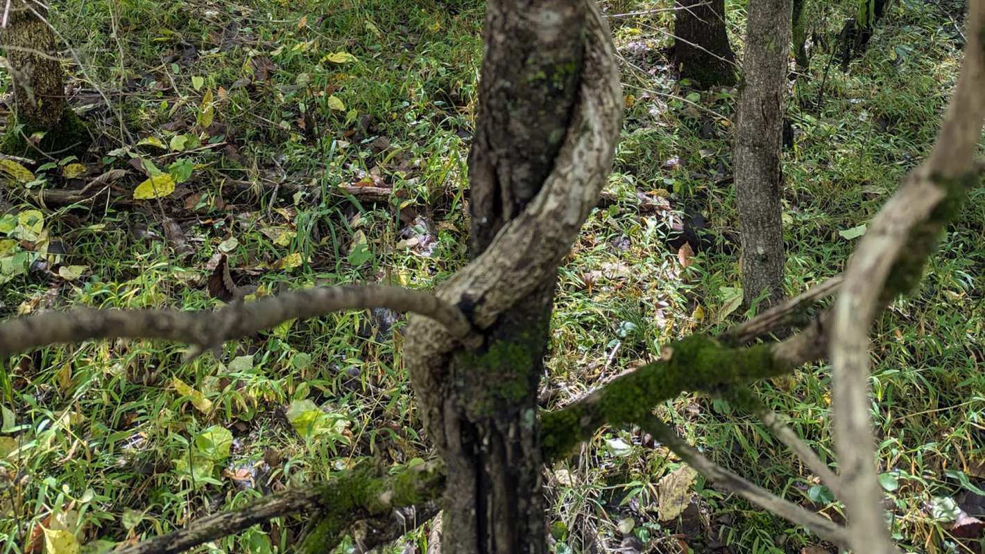 This restoration matters far beyond this one preserve.