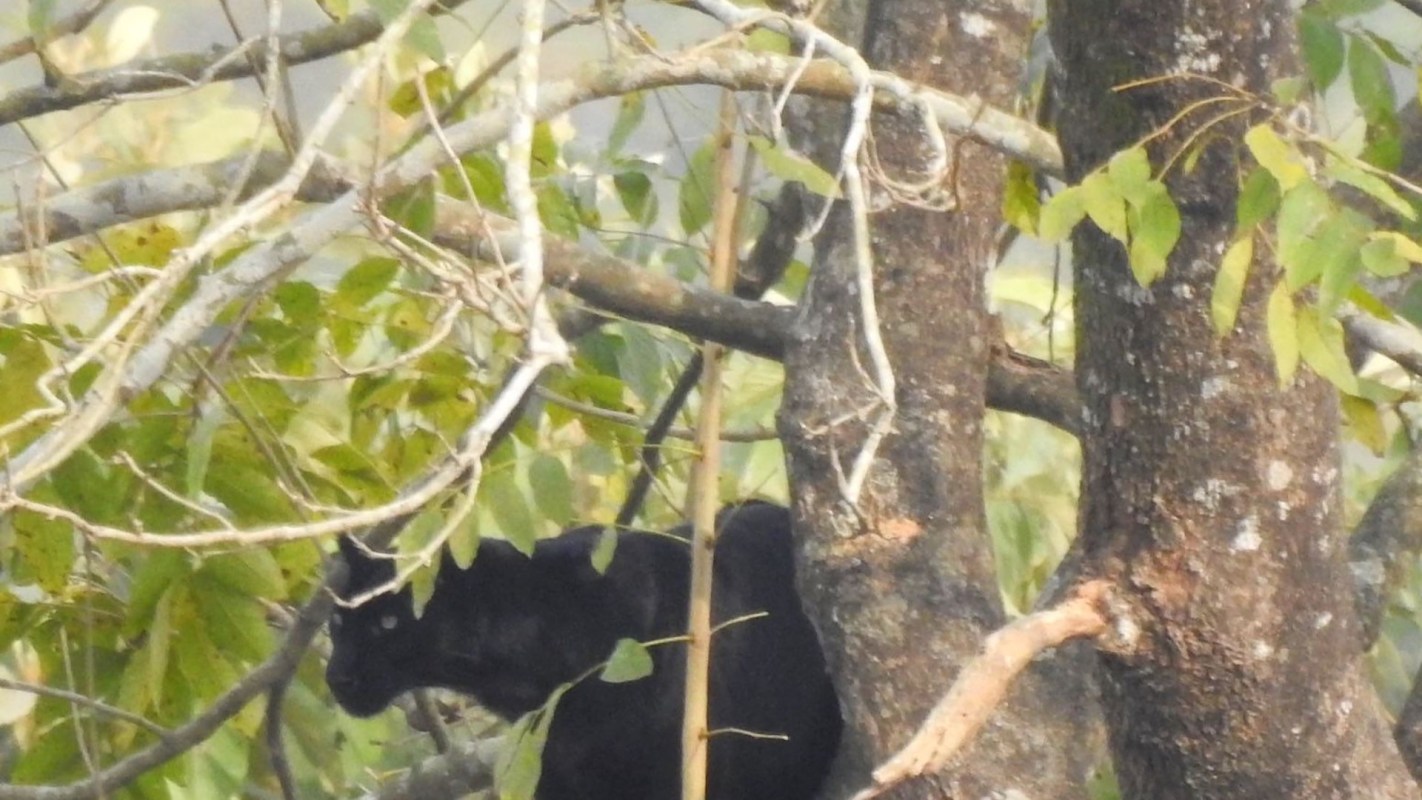 The first-of-its-kind sighting demonstrates the value of a trail camera as a conservation tool.