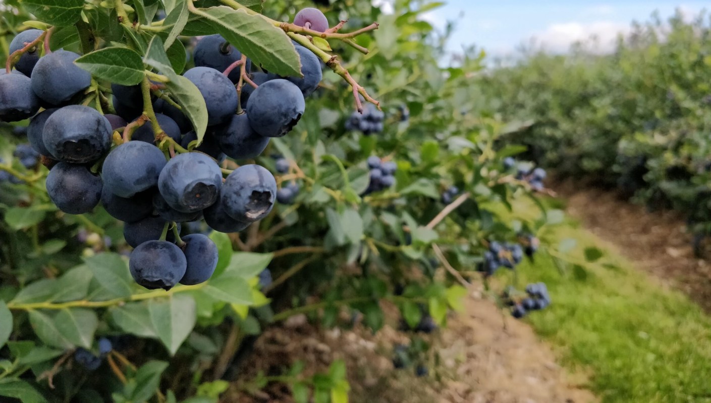 Some producers are diversifying their approaches.