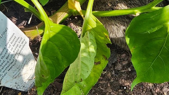 "Planted so many seeds, I don't remember what is what."