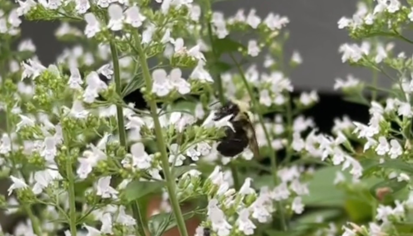 "I need to add this to my garden!"