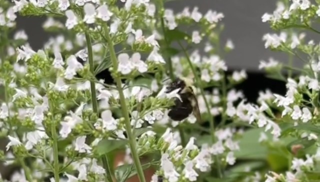 "I need to add this to my garden!"