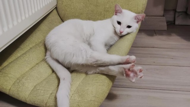 "Your chair has been given a second life."