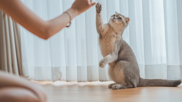 "Doesn’t have to be fancy."