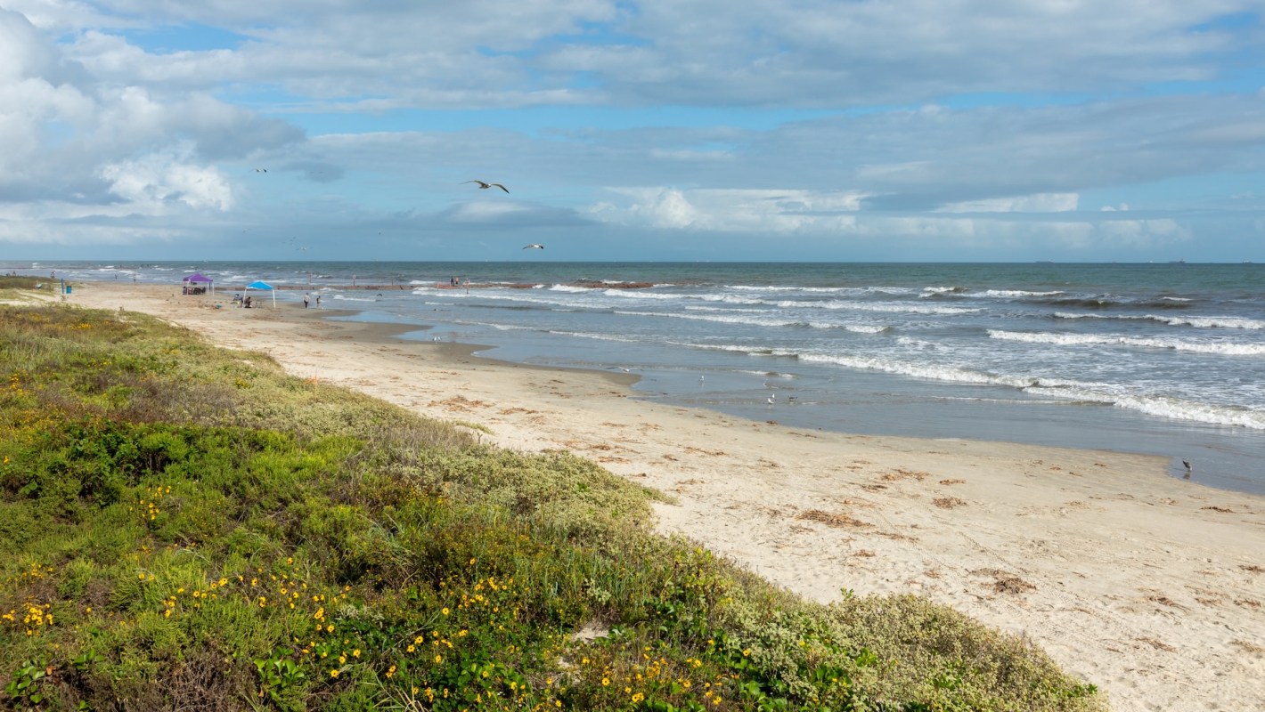 "The species is quite social."