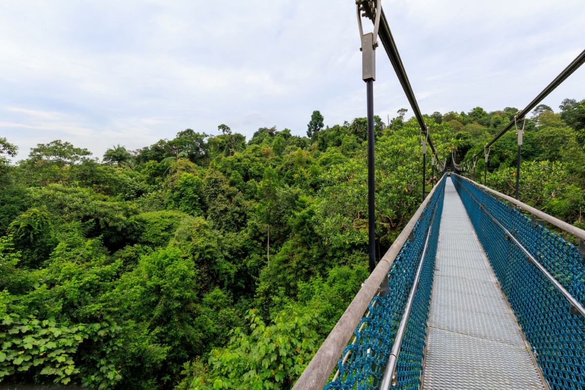 "He was the only male in the herd, keeping watch against any potential threats."