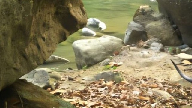 Experts warn that the species remains under serious threat.