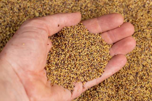 "Buy seeds locally,” one commenter wrote.