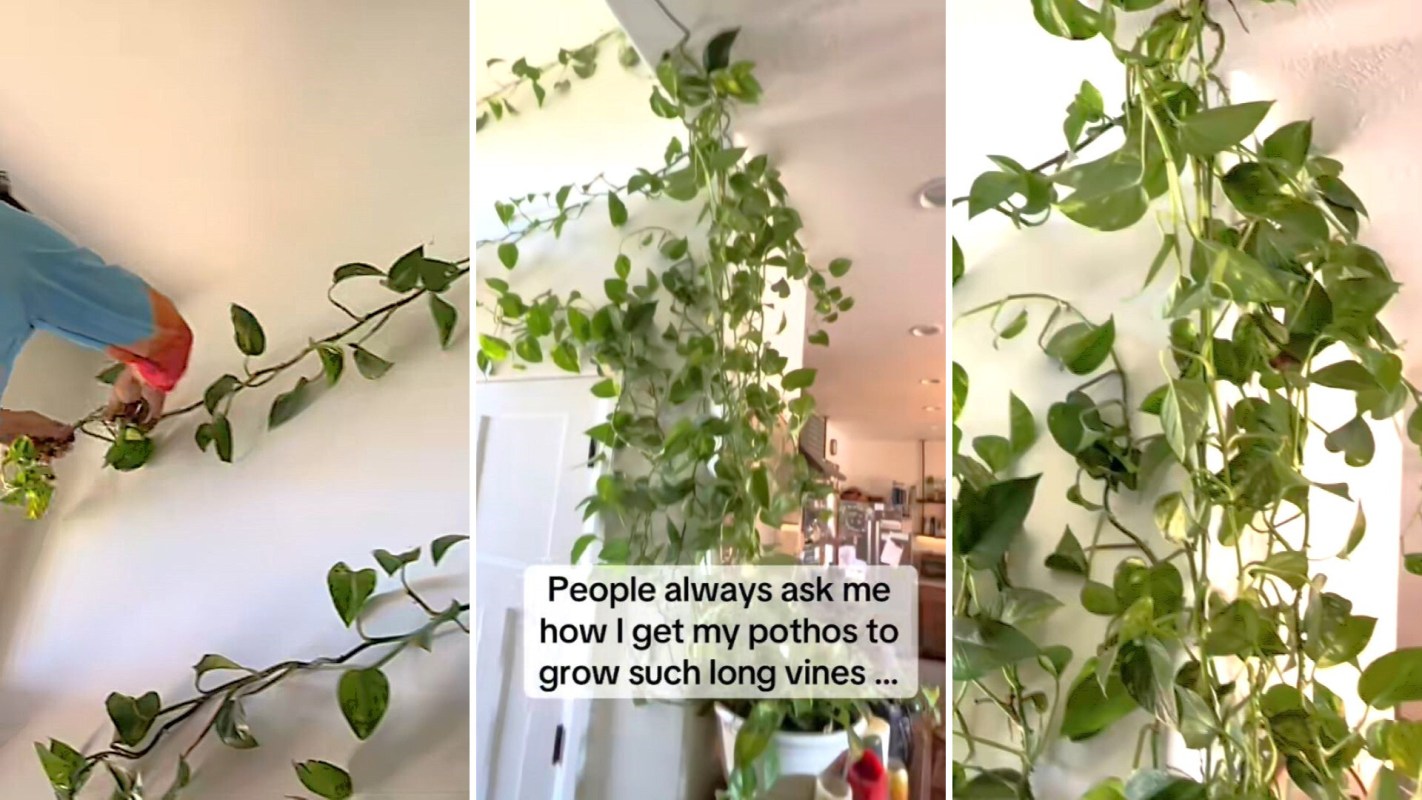 The hack has been a hit on TikTok.