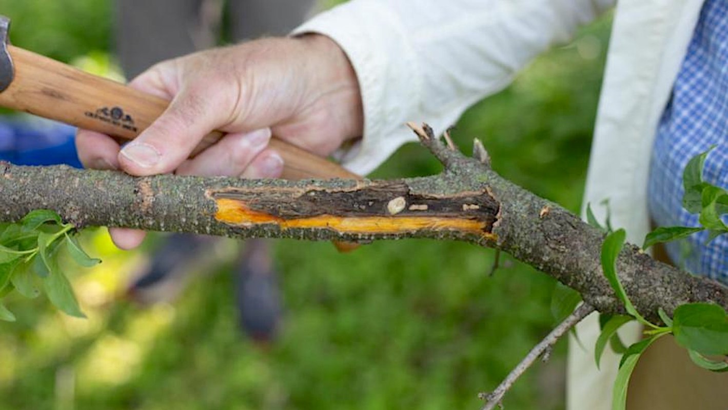 Once an invasive species takes root, it is nearly impossible to fully eradicate.