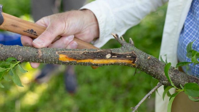 Once an invasive species takes root, it is nearly impossible to fully eradicate.