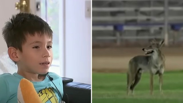 Officials emphasized that direct attacks on people — especially children — are rare.