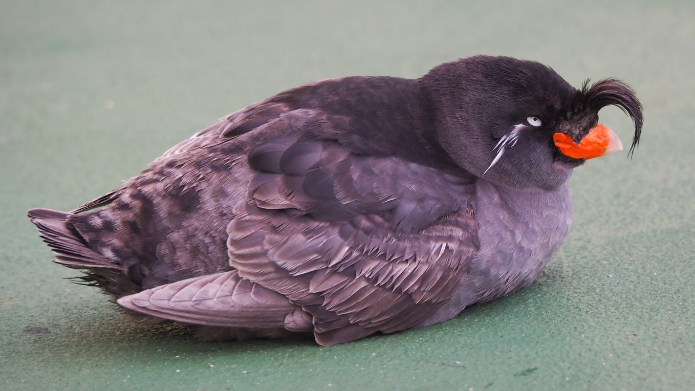 Trail cameras captured images of the creature.