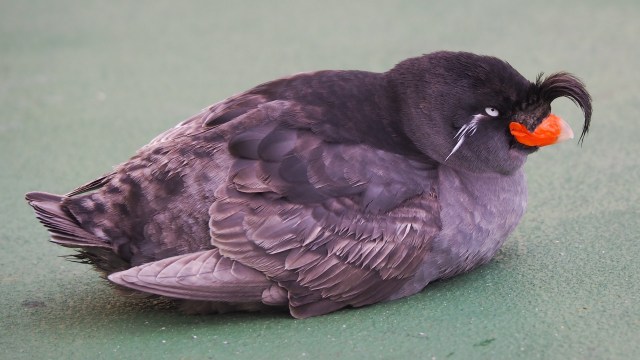 Trail cameras captured images of the creature.