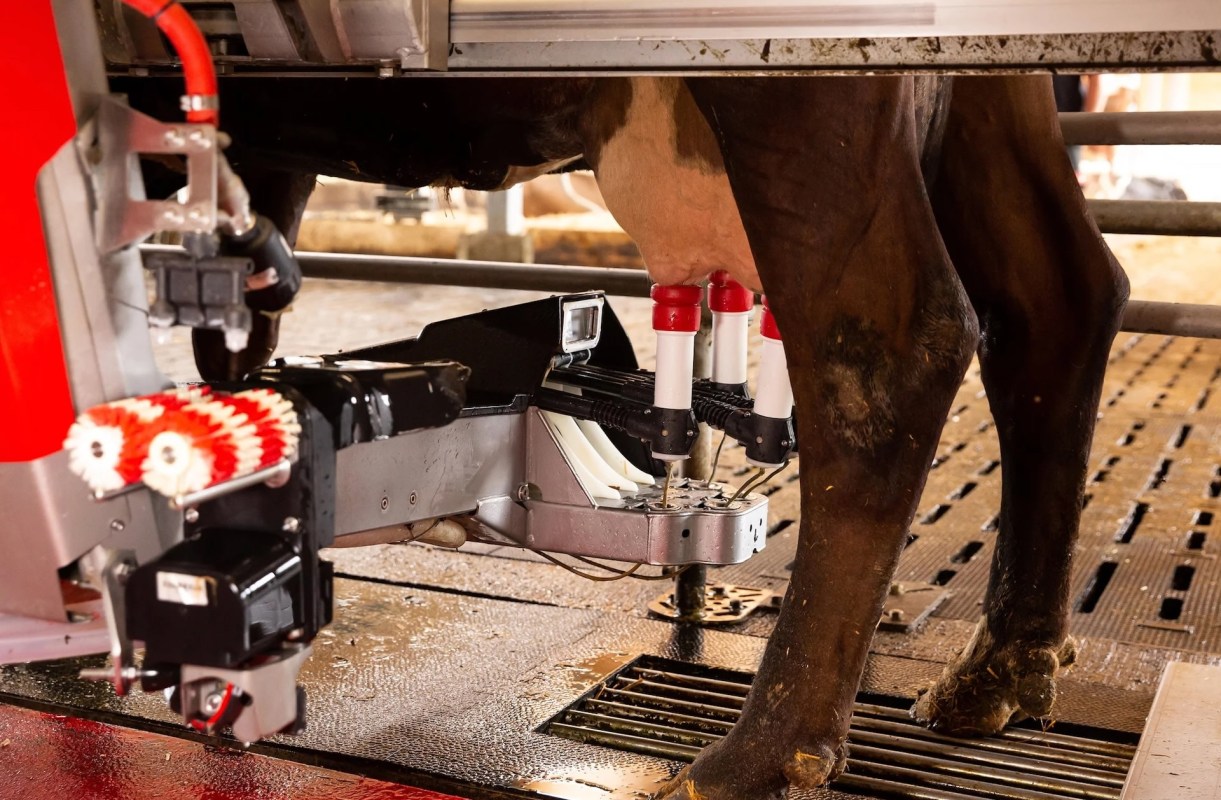 Farmers discover surprising benefits of using robots to perform crucial daily task: 'We've noticed a tremendous change'