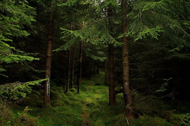 These creatures have been around for over 325 million years.