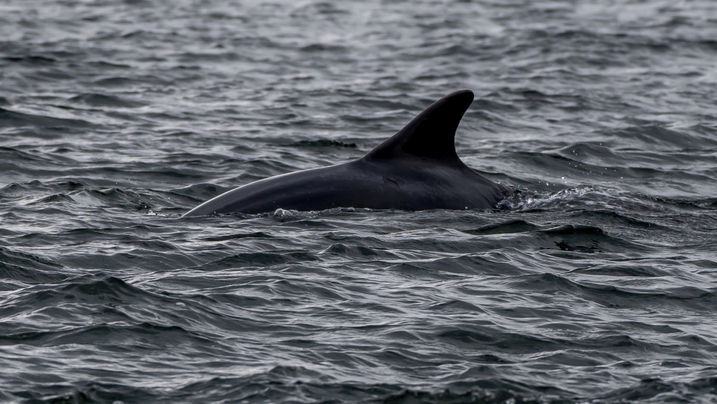 Not only are dolphins one of the most popular species in the ocean, but they're also one of the most important.