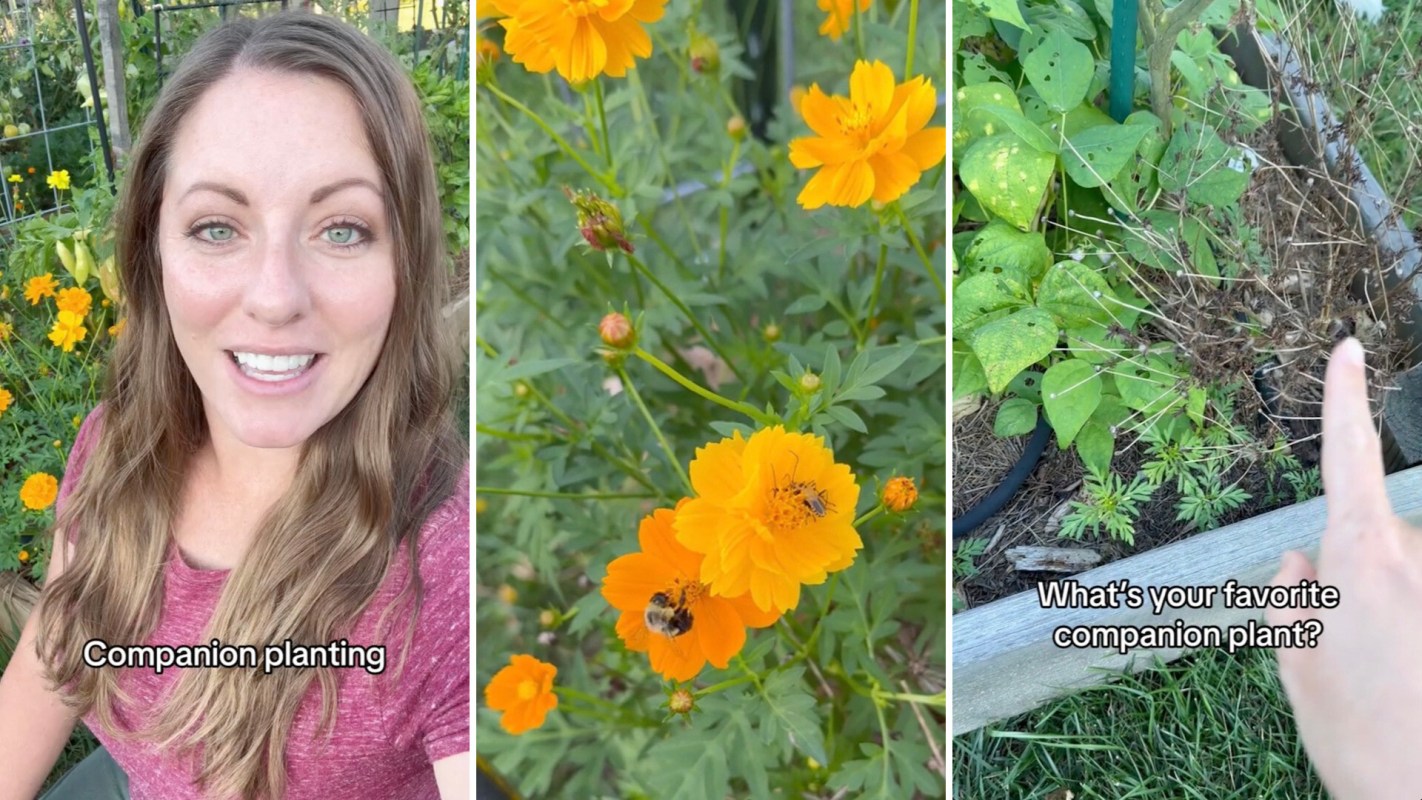 "I get two blooms in one season."