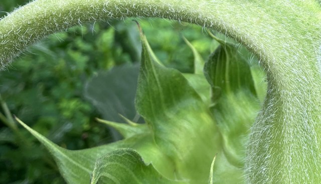 Creatures love a healthy garden.