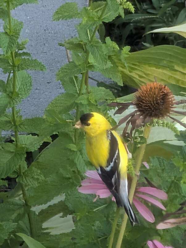 "If you plant it, they will come."