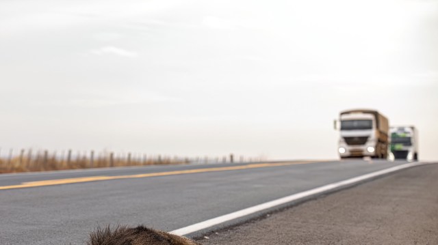 Officials are asking the public to report sightings.