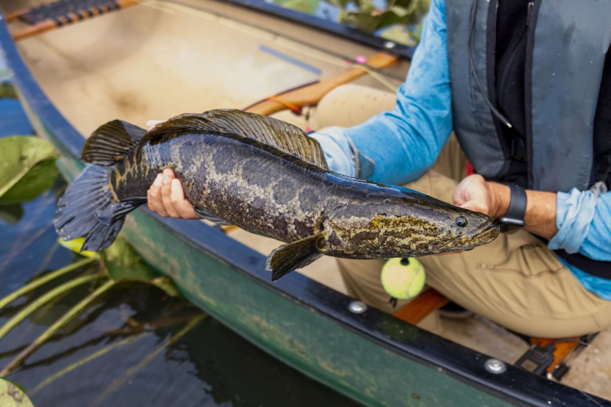 "I wouldn’t want to be bit by one."