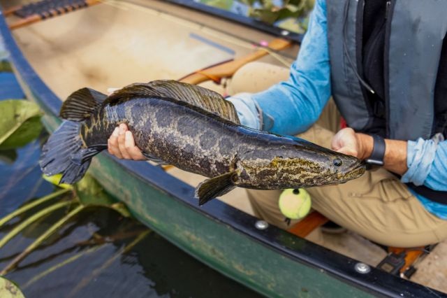 "I wouldn’t want to be bit by one."