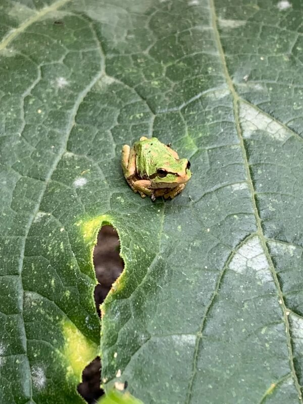 "Cute lil garden buddies."
