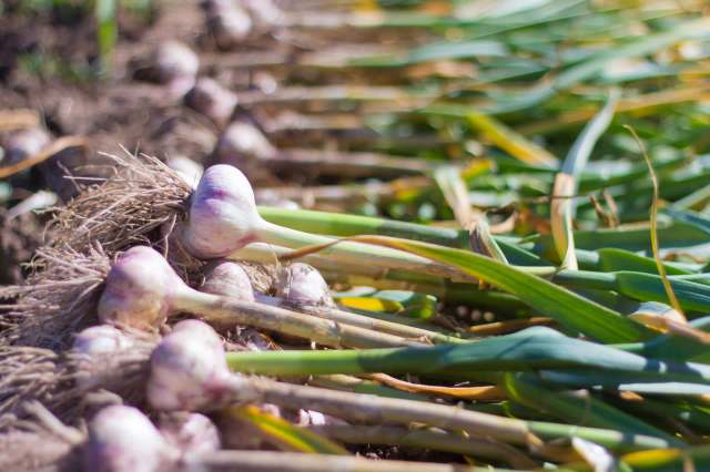 "They grow back in a couple of days."