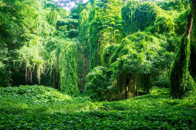 "It tastes more like chicken gizzards."