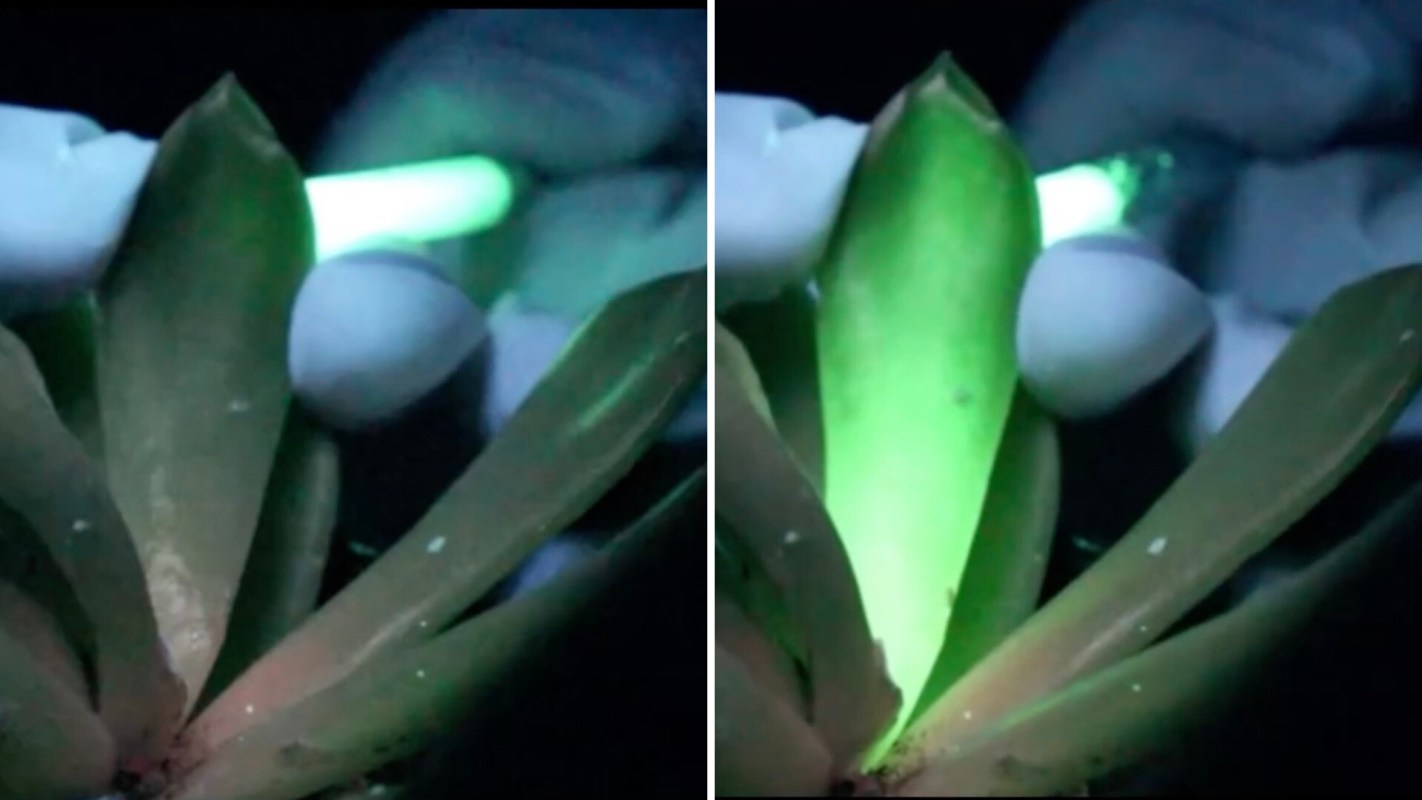 "One could imagine gardens or public spaces softly illuminated at night."