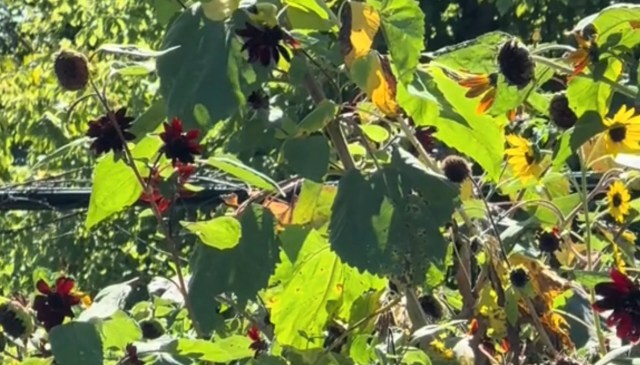 Her videos all showcase her garden and the creatures who visit.