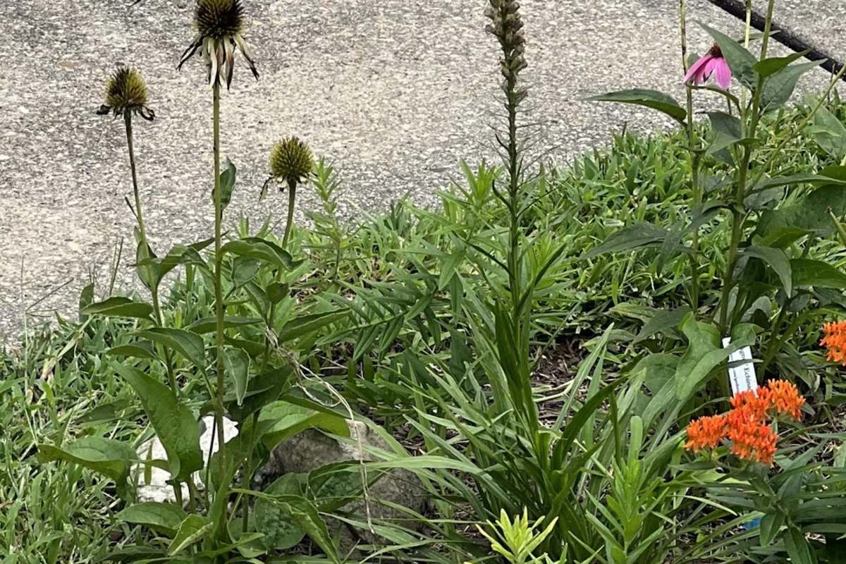 "I also have this exact situation in my yard!"