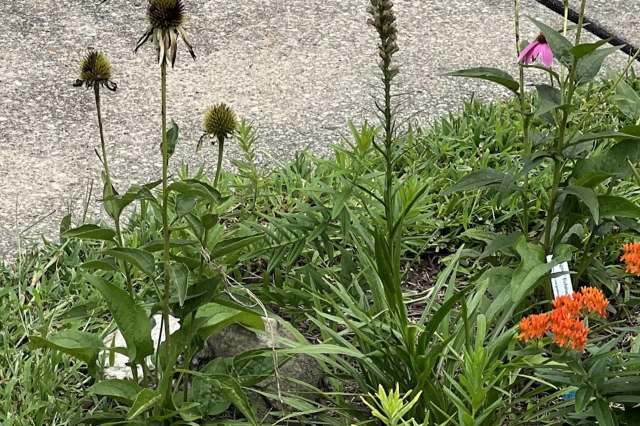 "I also have this exact situation in my yard!"