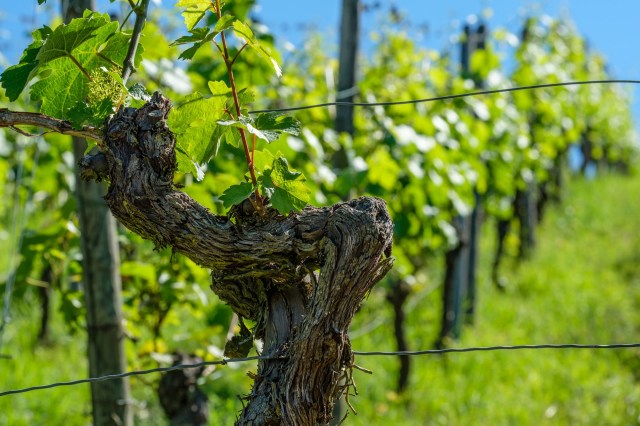 "An abundant ideal material to work with."