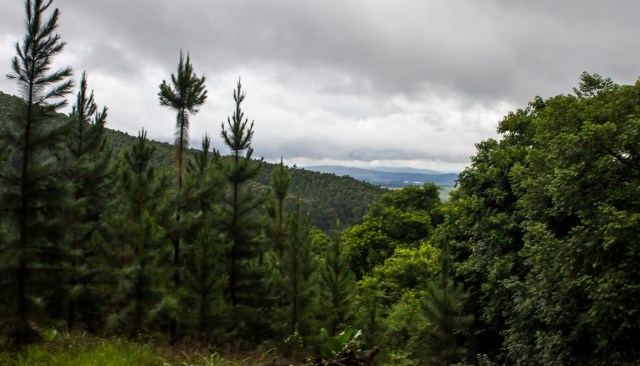 "This is not a Disney movie."