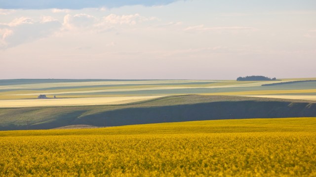 "There's no regrowth or recovery at that point."